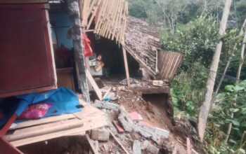 Pohon Mahoni Tumbang Timpa Warung Warga di Ampelgading, BPBD: Tidak Ada Korban Jiwa