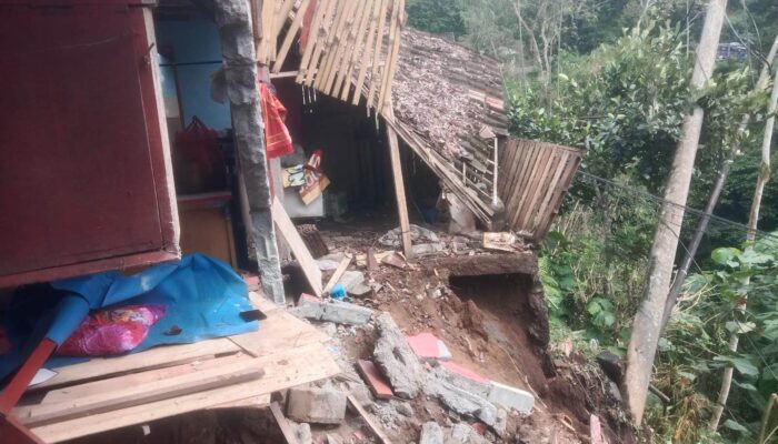 Pohon Mahoni Tumbang Timpa Warung Warga di Ampelgading, BPBD: Tidak Ada Korban Jiwa