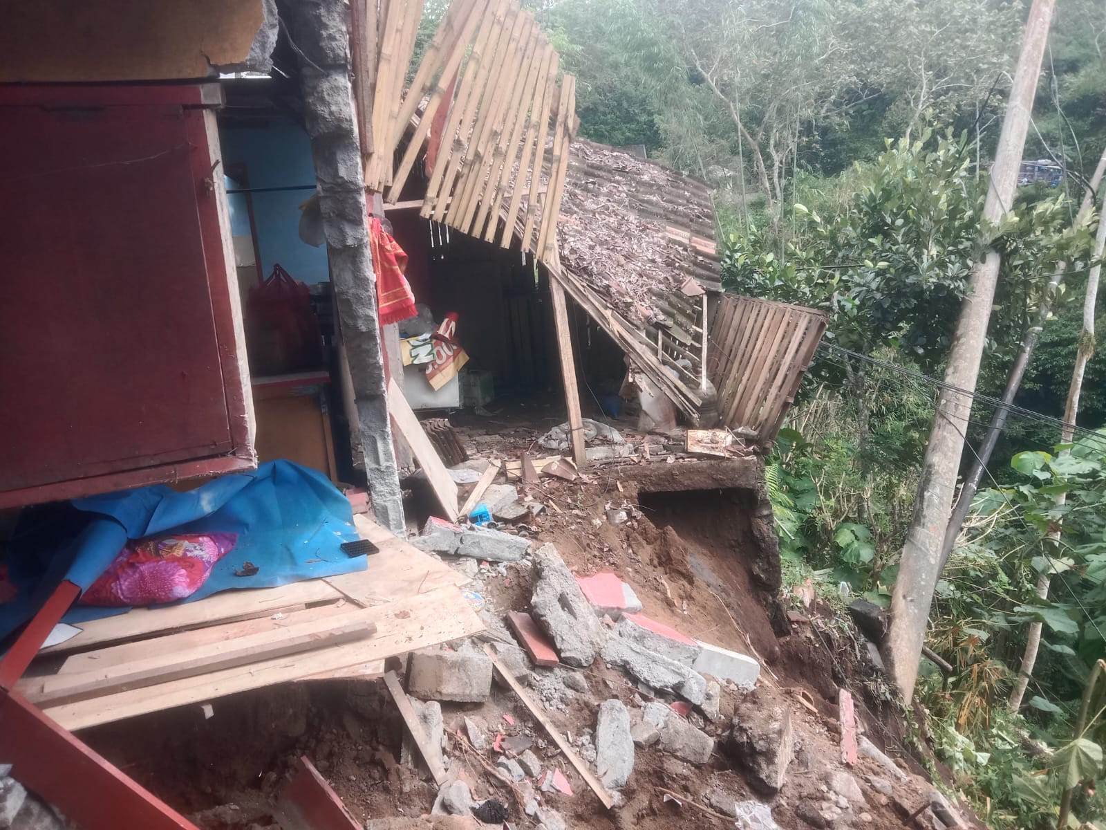 Pohon Mahoni Tumbang Timpa Warung Warga di Ampelgading, BPBD: Tidak Ada Korban Jiwa