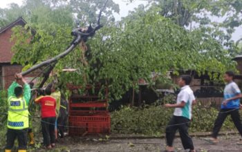 Cuaca ekstrem kembali melanda wilayah Kabupaten Malang. Hujan deras disertai angin kencang menerjang kawasan Desa Tamanharjo, Kecamatan Singosari, pada Senin (10/11/2025) siang. Akibat kejadian tersebut, beberapa rumah warga mengalami kerusakan dan sejumlah pohon dilaporkan tumbang.