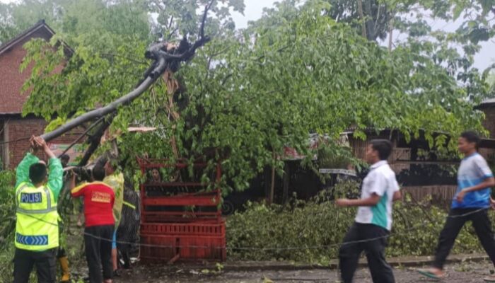 Hujan Deras Disertai Angin Kencang Terjang Singosari, Sejumlah Rumah Rusak dan Pohon Tumbang