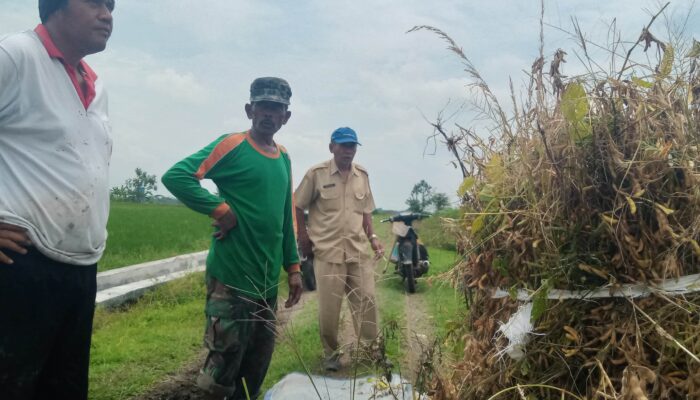 Cuaca Ekstrem di Jombang Bikin Panen Kedelai Anjlok, Harga Turun hingga Rp6.000 per Kg