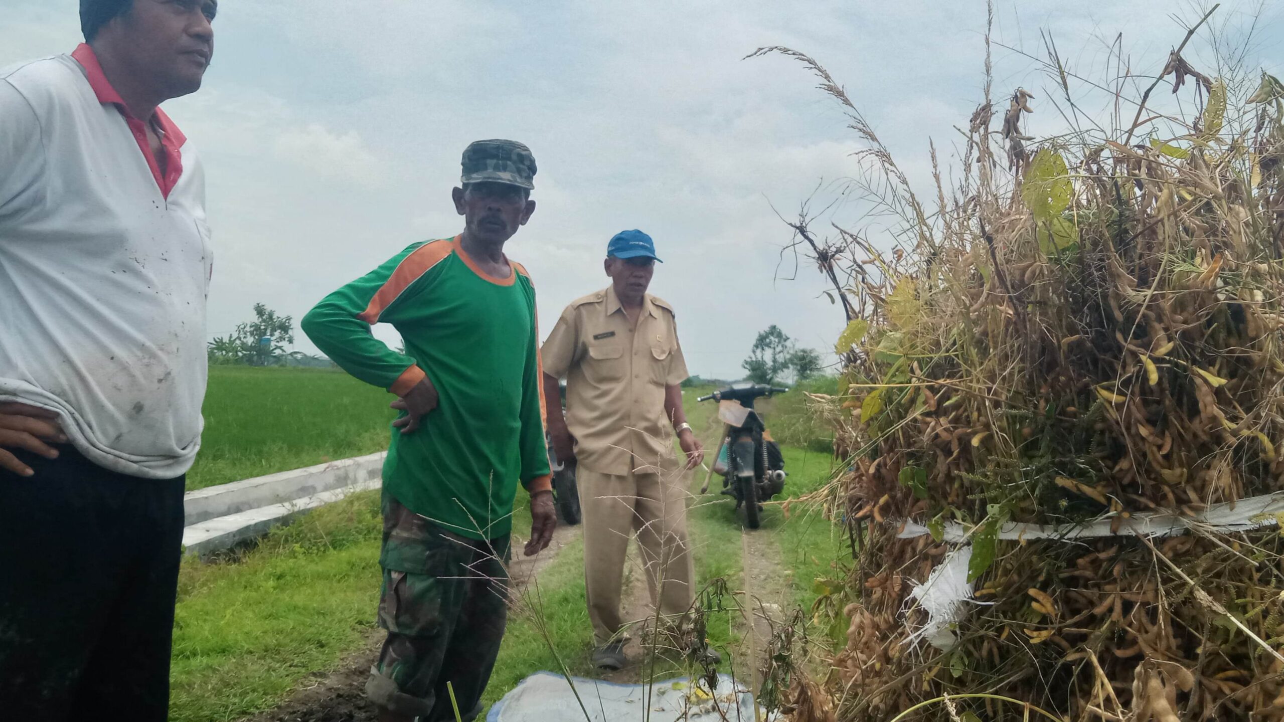 Cuaca Ekstrem di Jombang Bikin Panen Kedelai Anjlok, Harga Turun hingga Rp6.000 per Kg