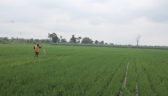 LP2B Jombang Susut Hampir Seribu Hektare, Dinas Pertanian: Bukan Karena Alih Fungsi Lahan