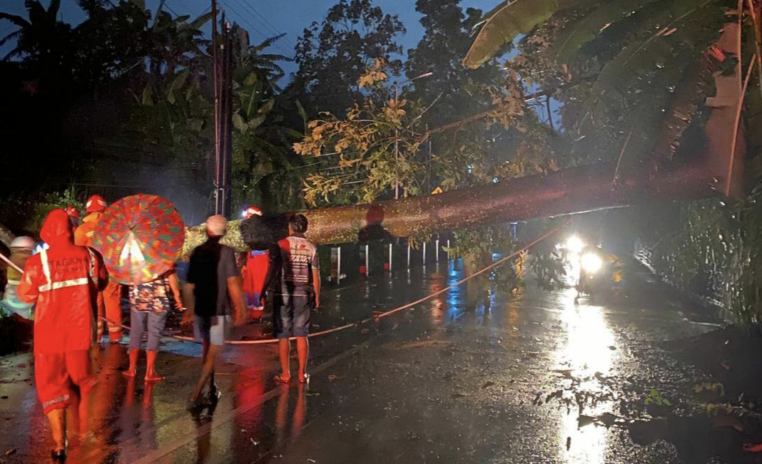 Hujan deras yang mengguyur wilayah Kota Batu selama berjam-jam, menyebabkan sebuah pohon berukuran besar tumbang dan menutup total Jalan Raya Giripurno, Kecamatan Bumiaji. Jalur alternatif Batu–Karangploso itu lumpuh total hingga menciptakan antrean kendaraan cukup panjang, Selasa (18/11) Malam.