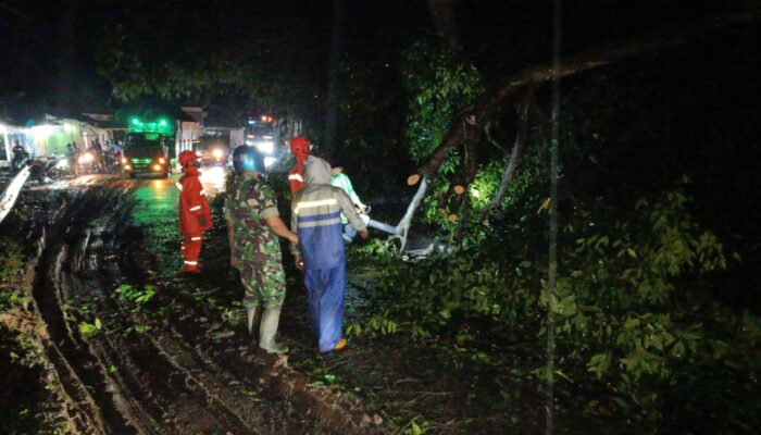 Pohon Tumbang Timpa Tiang Telkom, Jalan Provinsi Malang–Kediri Sempat Macet Dua Jam