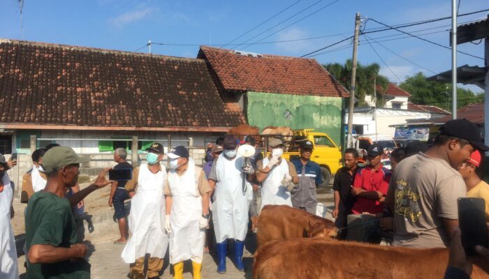 Musim Hujan, Jombang Gaspol Vaksinasi PMK: 74 Ribu Dosis Hampir Tersalurkan
