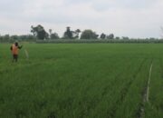 HET Pupuk Bersubsidi 2025 Turun, Disperta Jombang Awasi Petani Hingga Kios