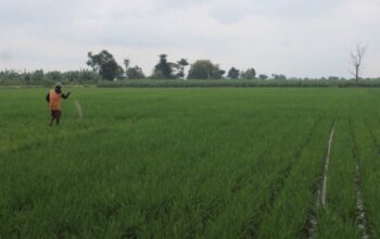 HET Pupuk Bersubsidi 2025 Turun, Disperta Jombang Awasi Petani Hingga Kios