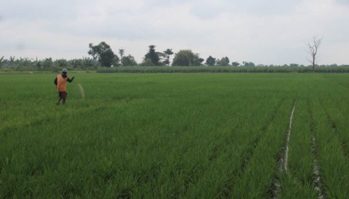 HET Pupuk Bersubsidi 2025 Turun, Disperta Jombang Awasi Petani Hingga Kios