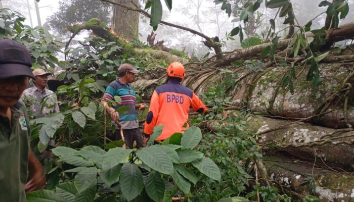 Angin Ekstrem Hempaskan Beringin Raksasa di Srigading, Akses Jalan Sempat Lumpuh Total