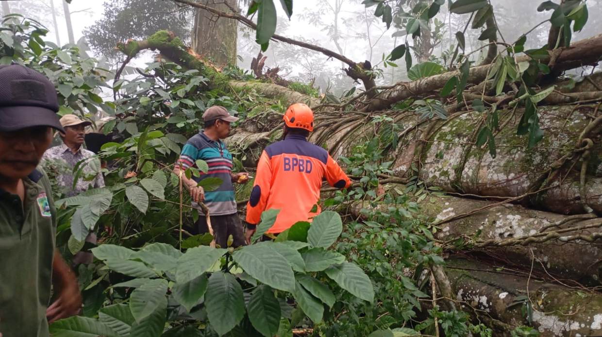 Angin Ekstrem Hempaskan Beringin Raksasa di Srigading, Akses Jalan Sempat Lumpuh Total
