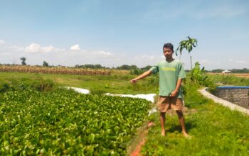 Keluhan warga Desa Mayangan, Kecamatan Jogoroto, Kabupaten Jombang, Jawa Timur, terkait sawahnya dirubah fungsi menjadi tempat penampungan IPAL limbah tahu, belum ada kejelasan.