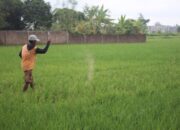 Pemerintah Kabupaten Jombang, Jawa Timur, terus mengintensifkan penyaluran pupuk subsidi menjelang akhir tahun 2025.