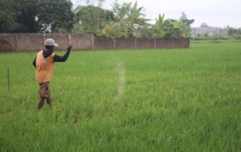 Pemerintah Kabupaten Jombang, Jawa Timur, terus mengintensifkan penyaluran pupuk subsidi menjelang akhir tahun 2025.