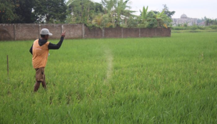 Jelang Tutup Tahun, Serapan Pupuk Subsidi di Jombang Capai 90 Persen