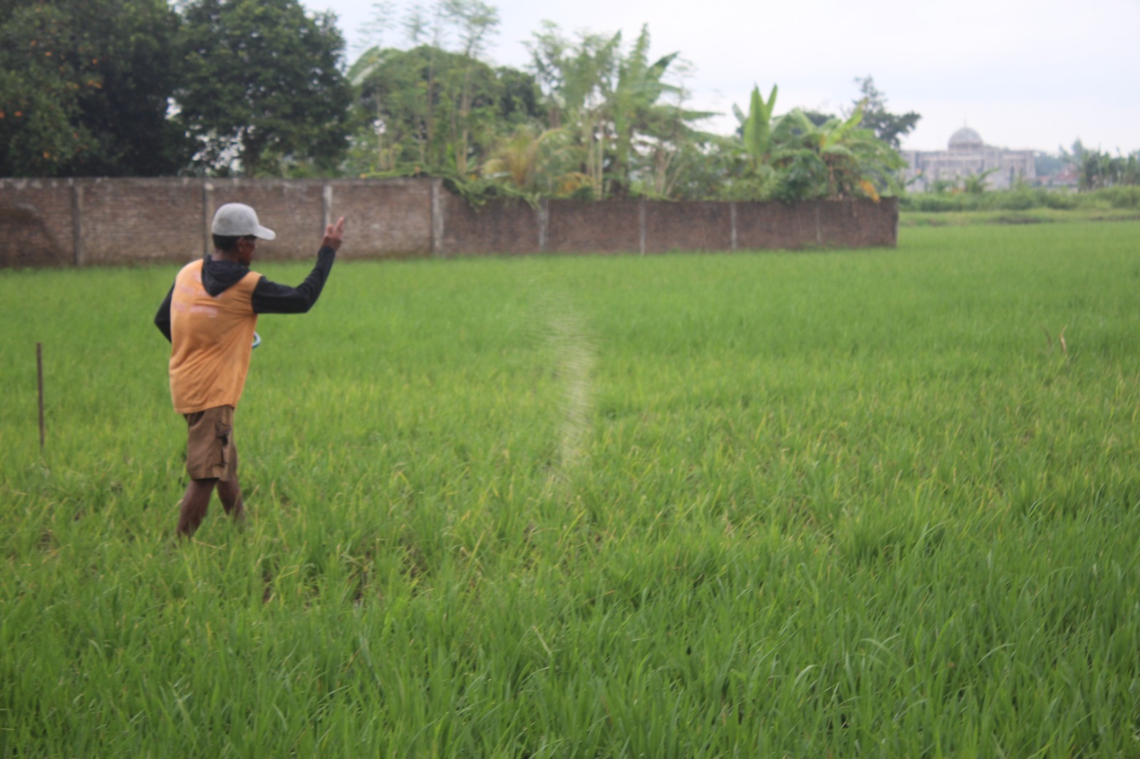 Pemerintah Kabupaten Jombang, Jawa Timur, terus mengintensifkan penyaluran pupuk subsidi menjelang akhir tahun 2025.