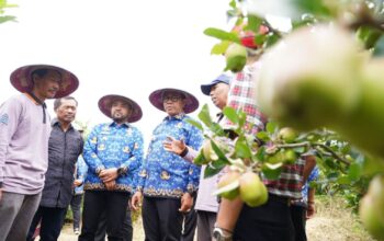 Pemulihan Asa Apel Kota Batu, Cak Nur-Mas Heli Turun ke Kebun Besta