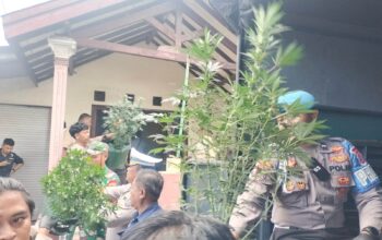 Gerebek Rumah Kontrakan di Mojongapit Jombang, Polisi Temukan Ratusan Pot Tanaman Ganja