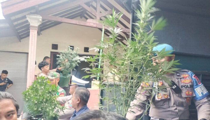 Gerebek Rumah Kontrakan di Mojongapit Jombang, Polisi Temukan Ratusan Pot Tanaman Ganja