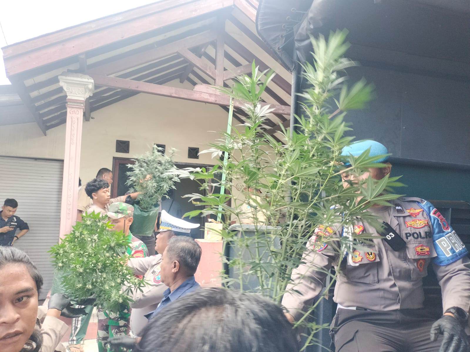 Gerebek Rumah Kontrakan di Mojongapit Jombang, Polisi Temukan Ratusan Pot Tanaman Ganja