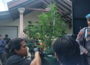 Satuan Reserse Narkoba (Satresnarkoba) Polres Jombang, terus mengembangkan kasus penggerebekan ladang ganja rumahan di Desa Mojongapit, Kecamatan Jombang, Kabupaten Jombang, Jawa Timur.