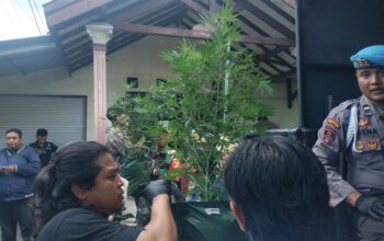 Satuan Reserse Narkoba (Satresnarkoba) Polres Jombang, terus mengembangkan kasus penggerebekan ladang ganja rumahan di Desa Mojongapit, Kecamatan Jombang, Kabupaten Jombang, Jawa Timur.