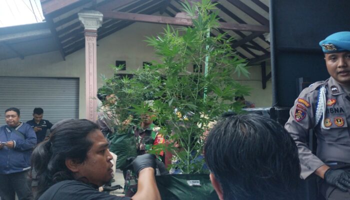 Budidaya Ganja di Rumahan Kontrakan Mojongapit Jombang, Polisi Buru Pendana hingga Asal Penjual Bibit