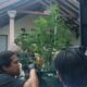 Satuan Reserse Narkoba (Satresnarkoba) Polres Jombang, terus mengembangkan kasus penggerebekan ladang ganja rumahan di Desa Mojongapit, Kecamatan Jombang, Kabupaten Jombang, Jawa Timur.