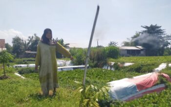 Sejumlah warga Desa Mayangan, Kecamatan Jogoroto, Kabupaten Jombang, Jawa Timur mengeluhkan pengerukan lahan persawahan milik mereka yang digunakan untuk proyek Instalasi Pengolahan Air Limbah (IPAL) pabrik tahu.