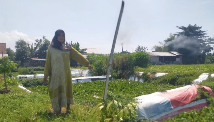 Warga di Jombang Keluhkan Ganti Rugi yang Tak Jelas, Usai 7 Sawahnya Dikeruk untuk Program IPAL Pabrik Tahu