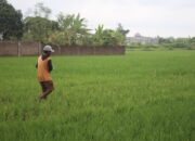 Perbup Turunan Perda PLP2B Jombang Dipastikan Tak Jadi di Tahun 2025, Ini Penyebabnya