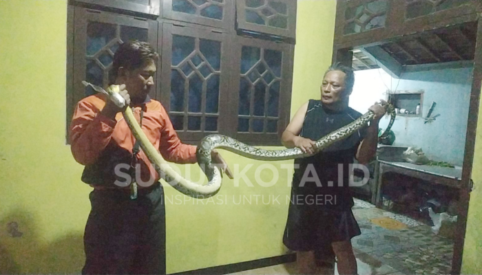 Malam Mencekam di Bunulrejo, Ular 3 Meter Ditemukan di Kandang Ayam