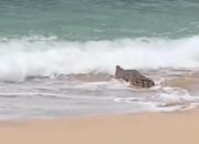 Warganet Geger! Rekaman Diduga Buaya di Pantai Malang Selatan