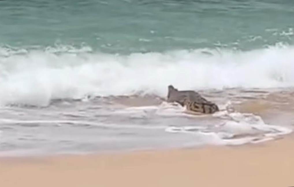 Warganet Geger! Rekaman Diduga Buaya di Pantai Malang Selatan