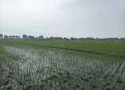 PLP2B Dipastikan Gagal Diterapkan di Jombang, Ini Faktor Penyebabnya