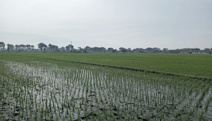 PLP2B Dipastikan Gagal Diterapkan di Jombang, Ini Faktor Penyebabnya