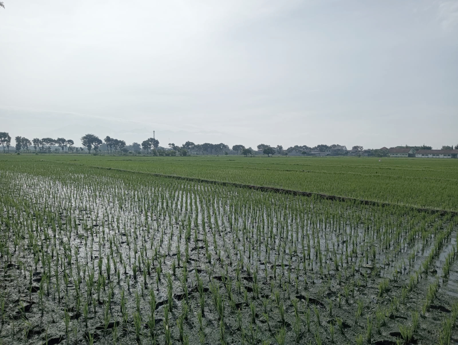 Pemberlakuan kebijakan Perlindungan Lahan Pertanian Pangan Berkelanjutan (PLP2B) di Kabupaten Jombang, Jawa Timur dipastikan belum dapat direalisasikan pada tahun 2025.