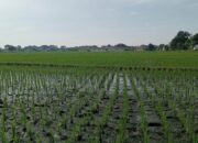 PLP2B Gagal Diterapkan Tahun Ini, Pengamat di Jombang Soroti Kacauhnya Data Lahan Milik OPD