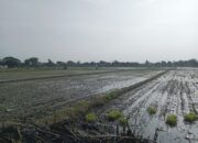 Kinerja sektor pertanian di Kabupaten Jombang, Jawa Timur menunjukkan tren positif sepanjang tahun 2025.