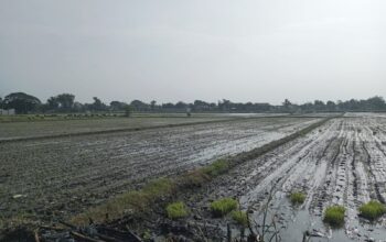 Kinerja sektor pertanian di Kabupaten Jombang, Jawa Timur menunjukkan tren positif sepanjang tahun 2025.