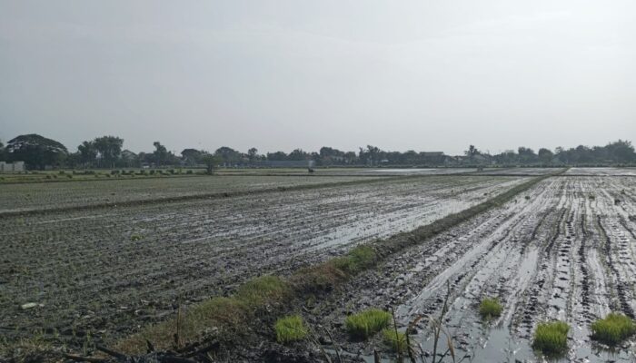 Produksi Padi Jombang Naik 30 Persen Sepanjang 2025