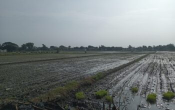 Penyusunan Peraturan Bupati (Perbup) tentang Perlindungan Lahan Pertanian Pangan Berkelanjutan (PLP2B) di Kabupaten Jombang, Jawa Timur hingga kini belum juga rampung.
