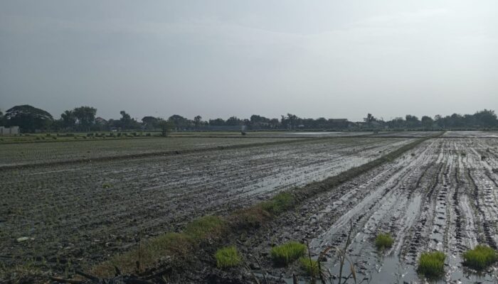 Penyesuaian Tata Ruang PSN Ganjal Penerapan Perbup PLP2B di Jombang