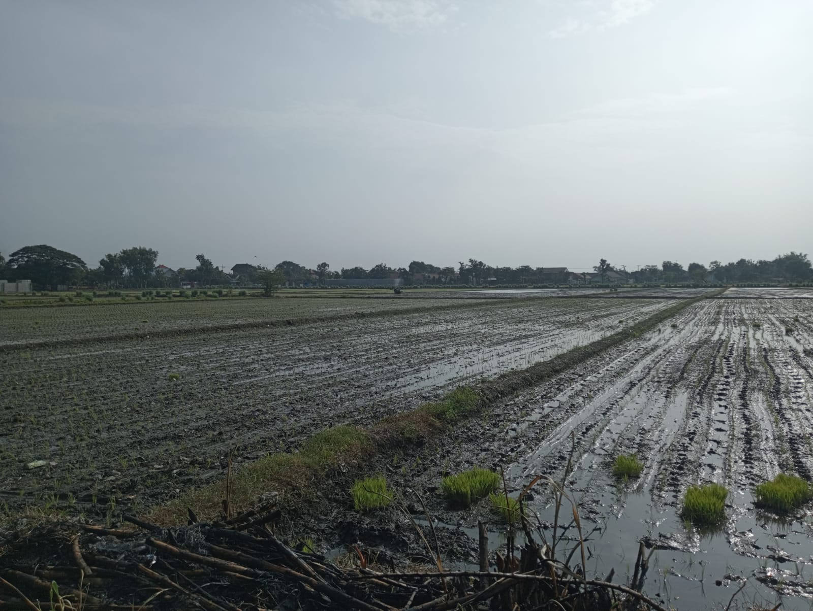 Penyusunan Peraturan Bupati (Perbup) tentang Perlindungan Lahan Pertanian Pangan Berkelanjutan (PLP2B) di Kabupaten Jombang, Jawa Timur hingga kini belum juga rampung.