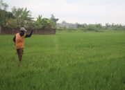 Alokasi Pupuk Subsidi Jombang 2026 Belum Penuhi Kebutuhan Petani, Kekurangan Capai 25.220 Ton