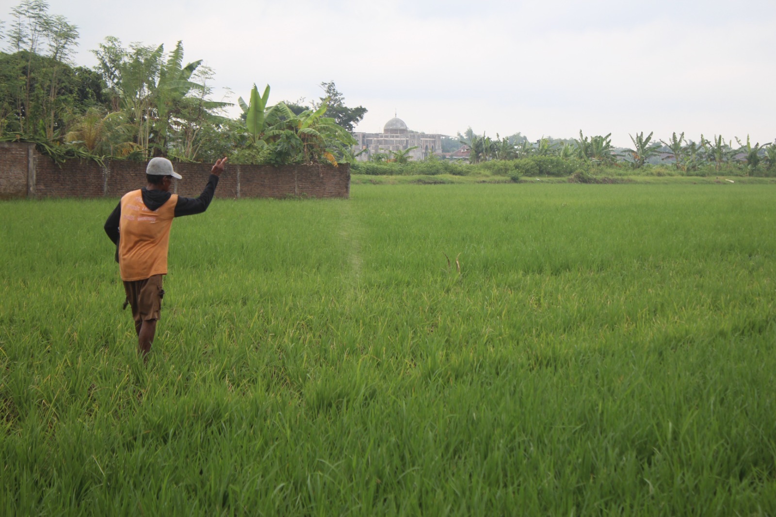 Penetapan alokasi pupuk bersubsidi yang diterima Kabupaten Jombang, Jawa Timur pada tahun 2026 belum sepenuhnya mampu memenuhi kebutuhan riil petani.