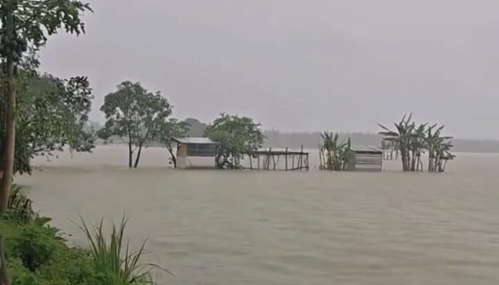 Intensitas Hujan Tinggi, Ratusan Hektare Sawah di Jombang Terendam Air