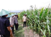 Pemkot Batu menegaskan komitmennya mendukung program Swasembada Pangan 2026 meski belum dapat melakukan panen jagung secara fisik. Hal itu ditunjukkan dengan keikutsertaan simbolis dalam Panen Raya Jagung Serentak Nasional Kuartal I yang digelar Kamis (8/1/2026) kemarin.