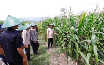 Pemkot Batu menegaskan komitmennya mendukung program Swasembada Pangan 2026 meski belum dapat melakukan panen jagung secara fisik. Hal itu ditunjukkan dengan keikutsertaan simbolis dalam Panen Raya Jagung Serentak Nasional Kuartal I yang digelar Kamis (8/1/2026) kemarin.
